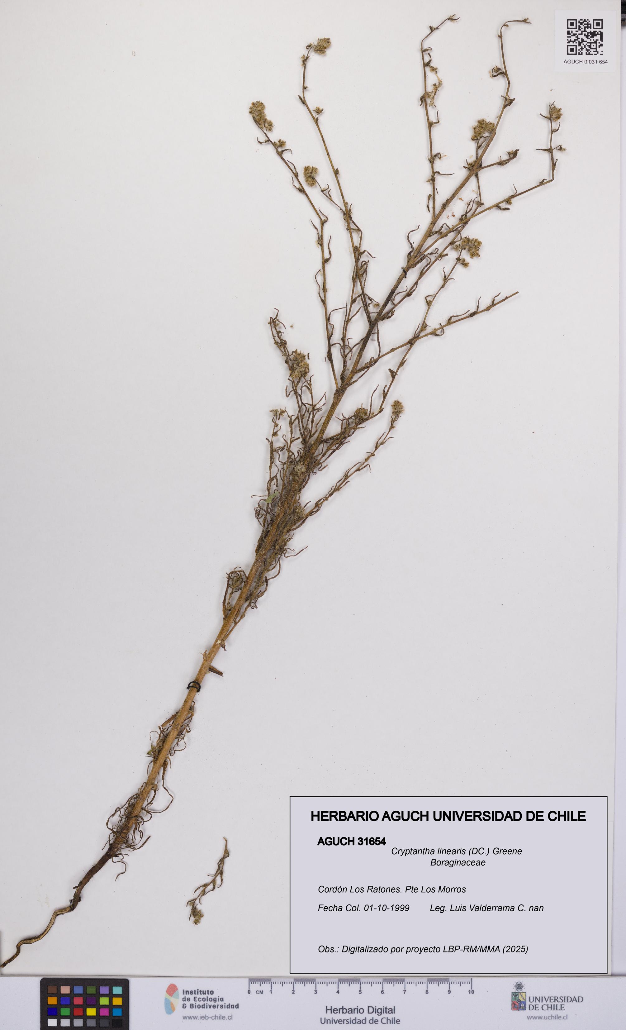 Cryptantha linearis [Espécimen: UCH:AGUCH:0031654]