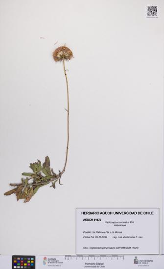 Haplopappus uncinatus [Espécimen: UCH:AGUCH:0031672]