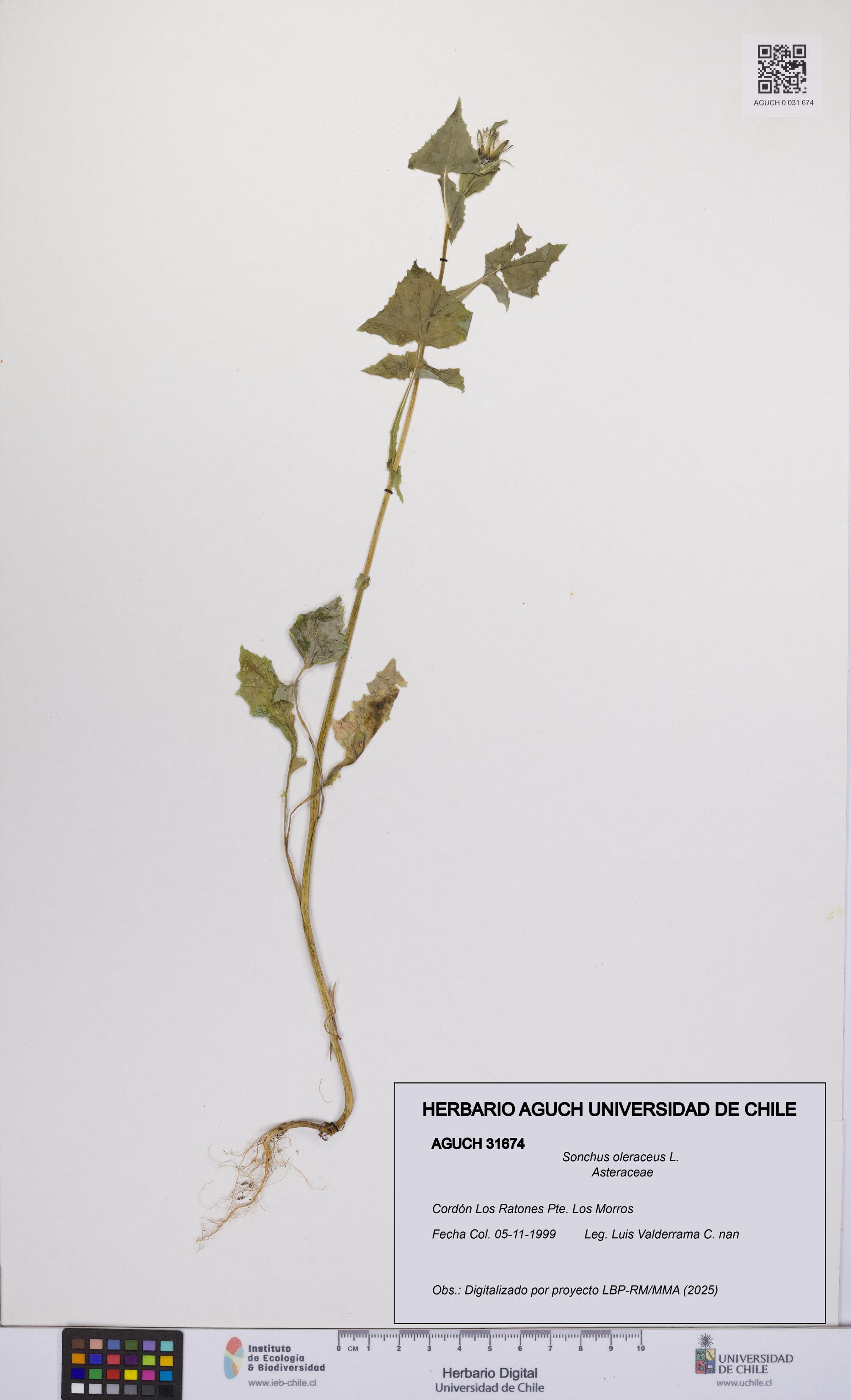 Sonchus oleraceus [Espécimen: UCH:AGUCH:0031674]