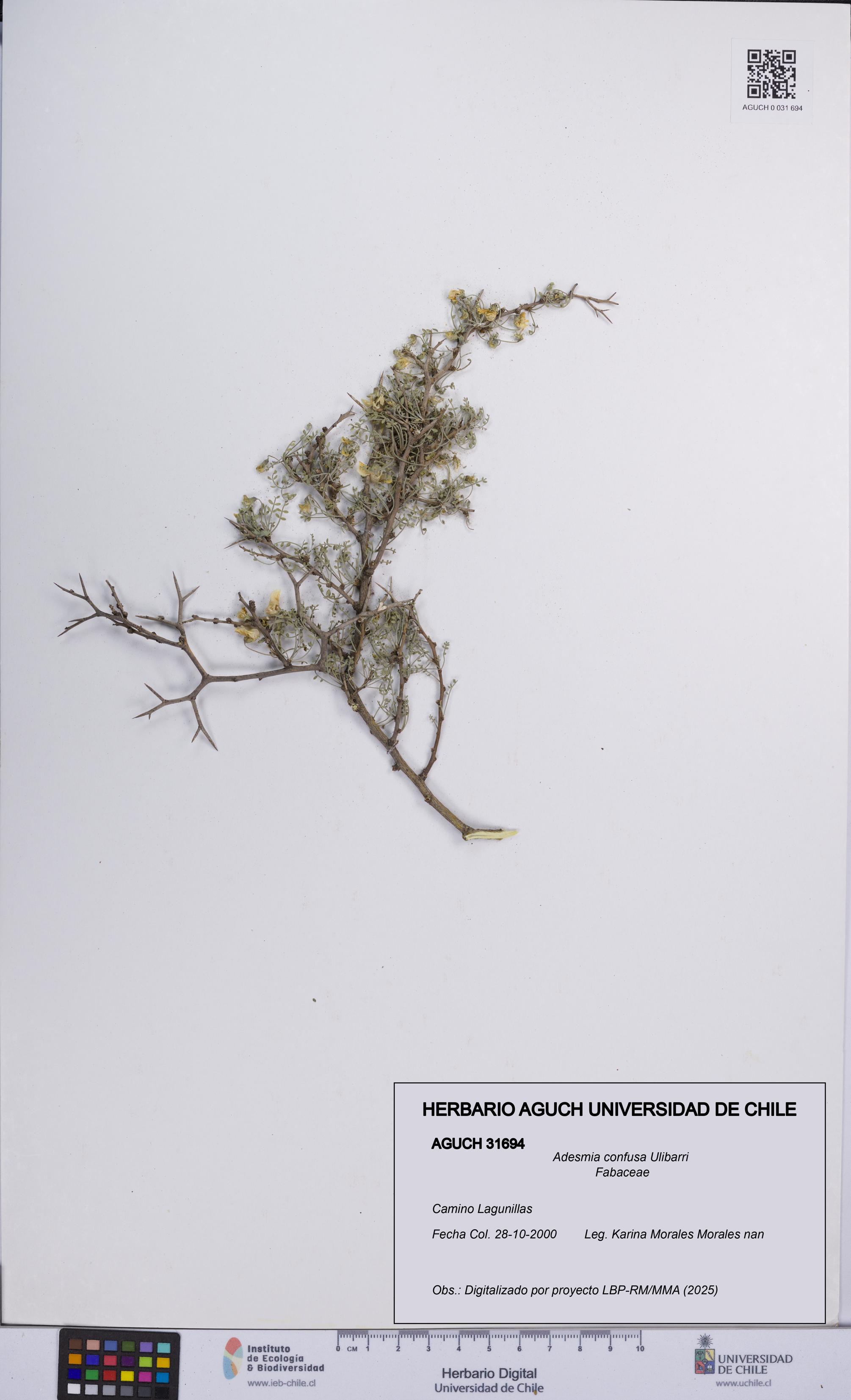 Adesmia confusa [Espécimen: UCH:AGUCH:0031694]