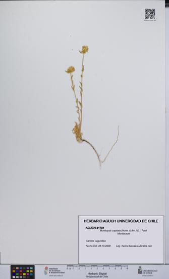 Montiopsis capitata [Espécimen: UCH:AGUCH:0031701]