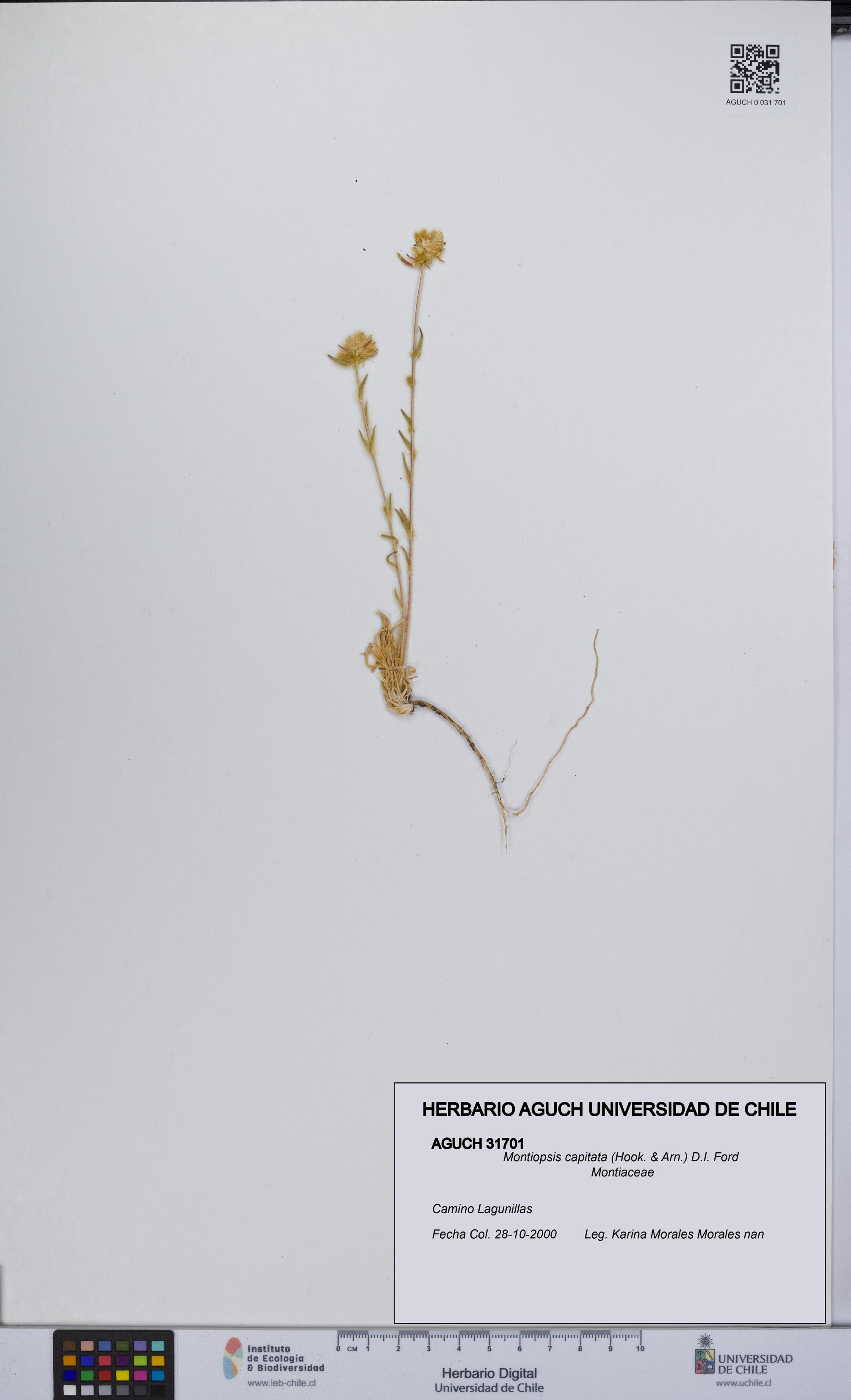 Montiopsis capitata [Espécimen: UCH:AGUCH:0031701]