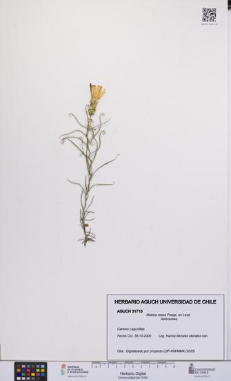 Mutisia rosea [Espécimen: UCH:AGUCH:0031713]