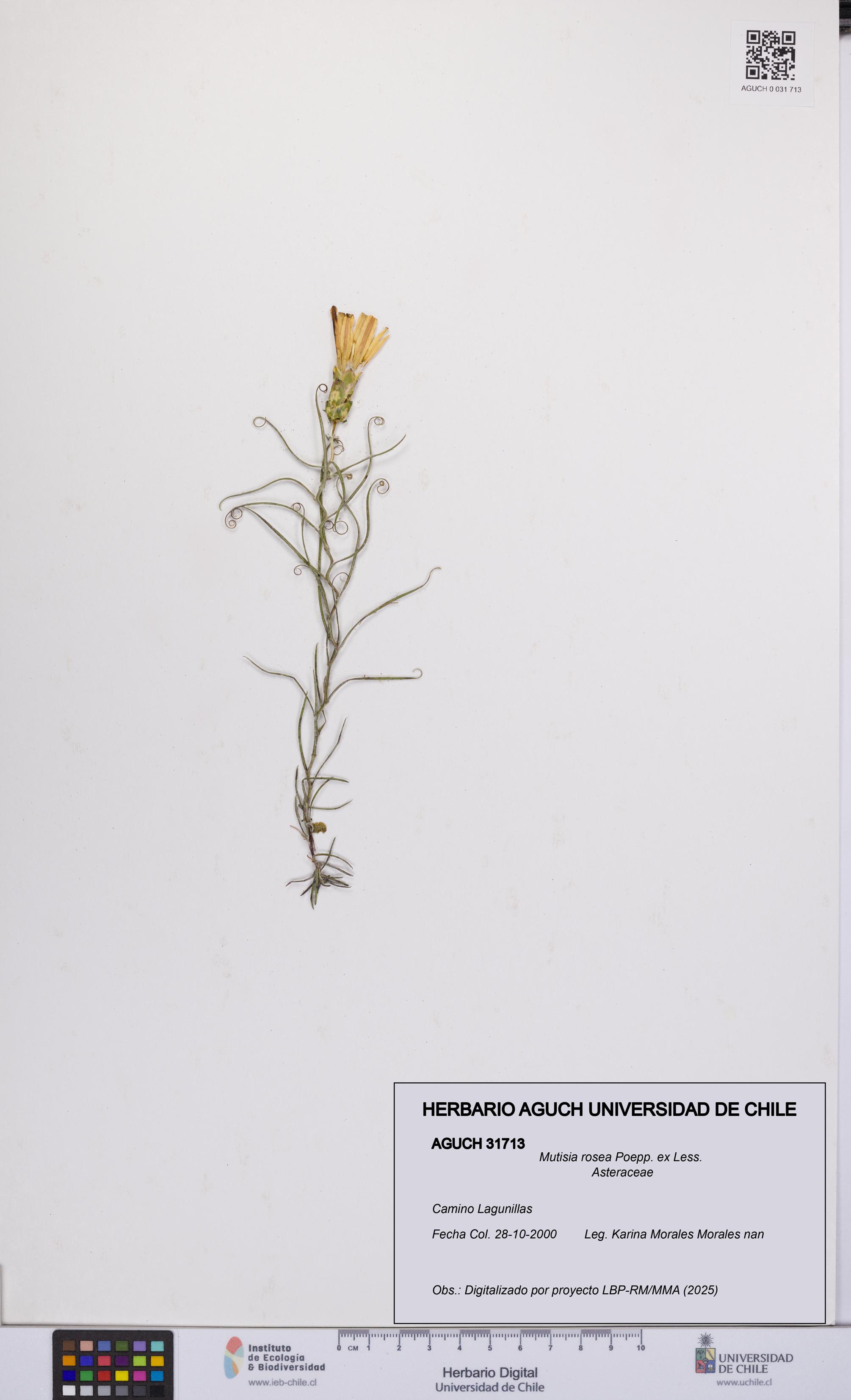 Mutisia rosea [Espécimen: UCH:AGUCH:0031713]