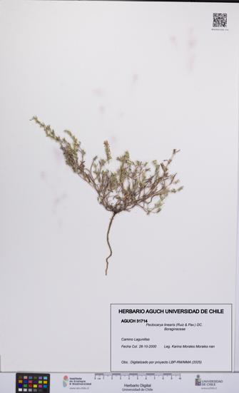 Pectocarya linearis [Espécimen: UCH:AGUCH:0031714]