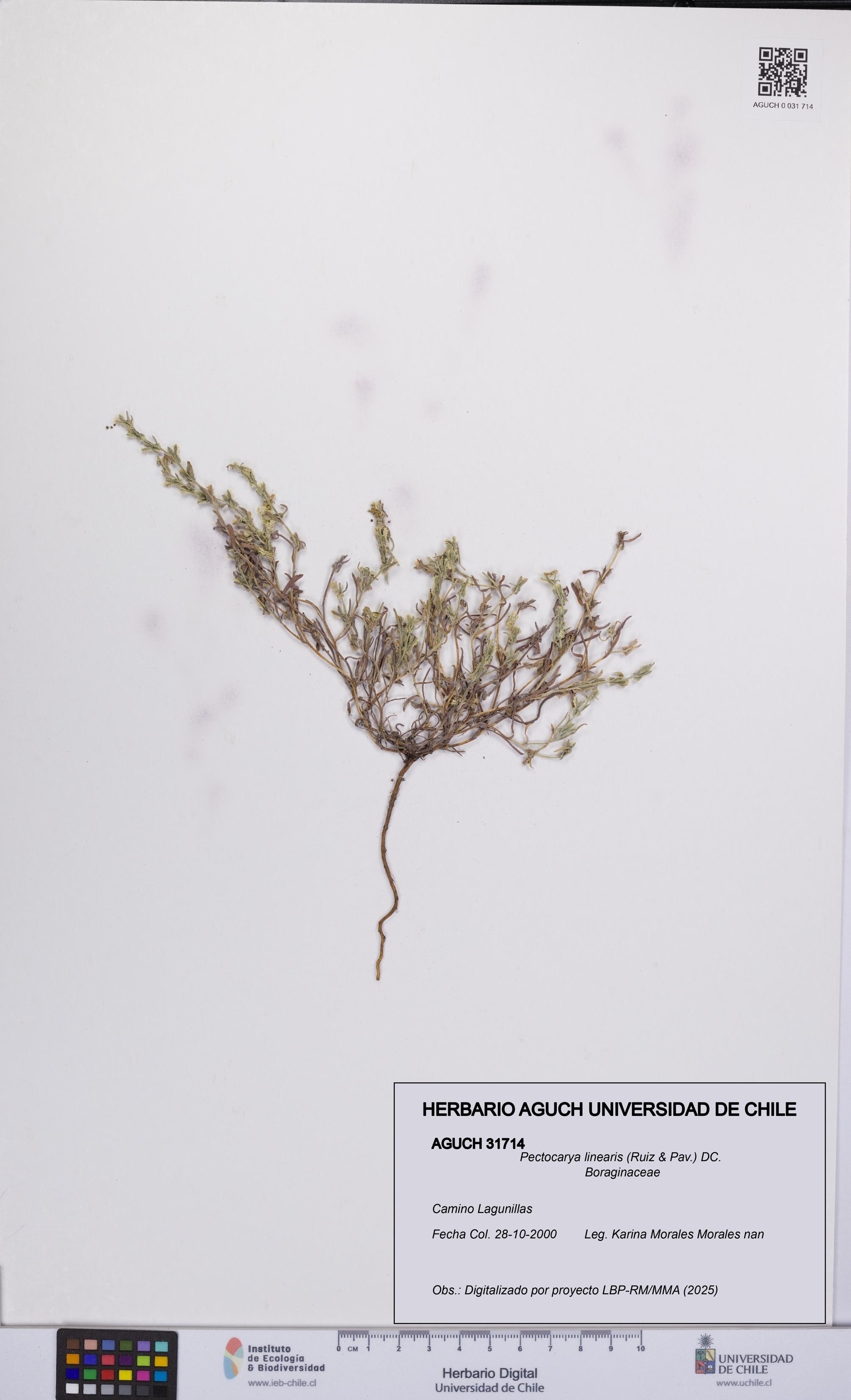 Pectocarya linearis [Espécimen: UCH:AGUCH:0031714]