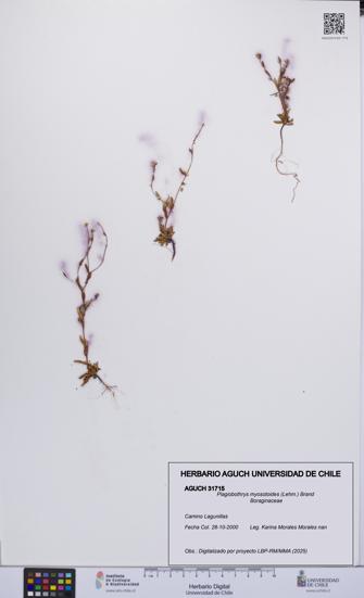 Plagiobothrys myosotoides [Espécimen: UCH:AGUCH:0031715]