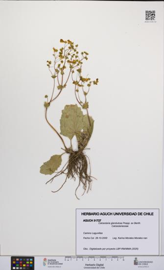 Calceolaria glandulosa [Espécimen: UCH:AGUCH:0031727]