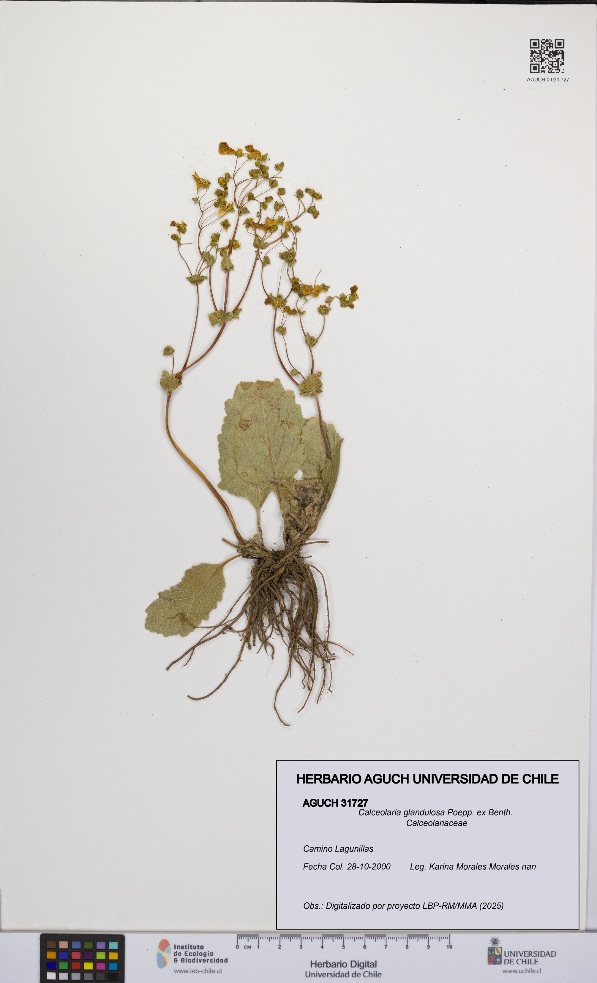 Calceolaria glandulosa [Espécimen: UCH:AGUCH:0031727]