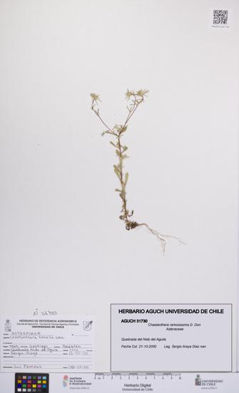 Chaetanthera ramosissima [Espécimen: UCH:AGUCH:0031730]
