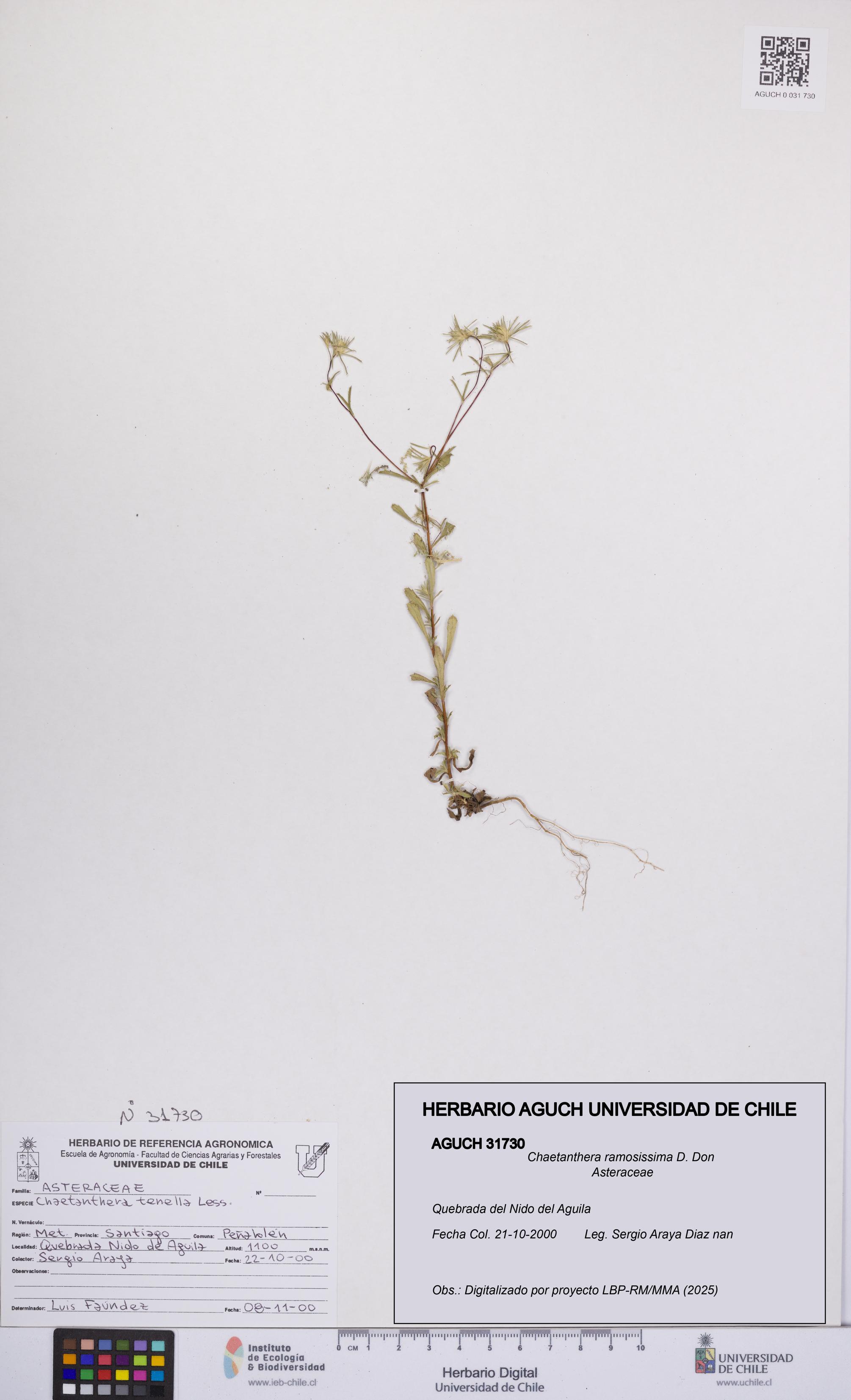 Chaetanthera ramosissima [Espécimen: UCH:AGUCH:0031730]