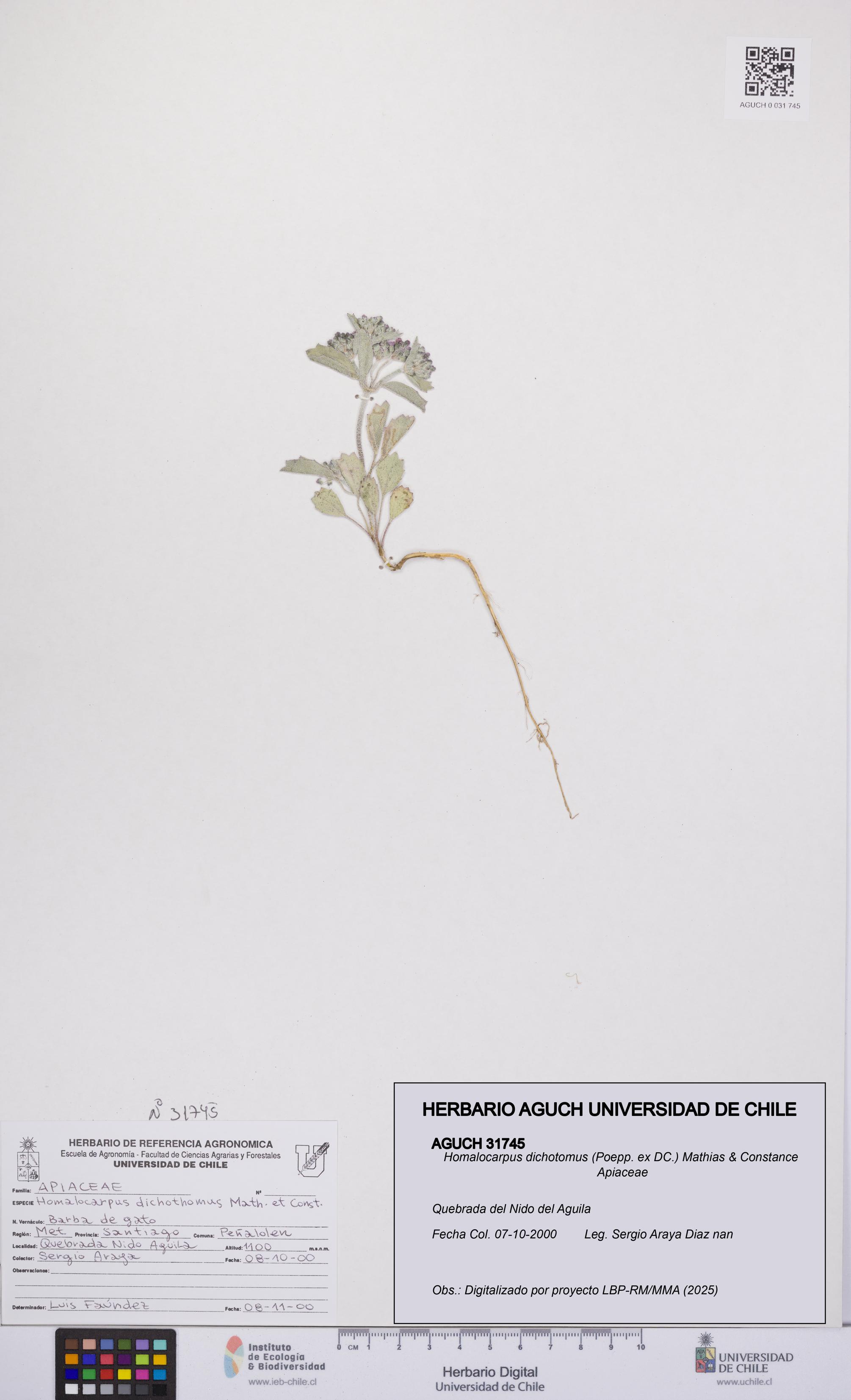 Homalocarpus dichotomus [Espécimen: UCH:AGUCH:0031745]