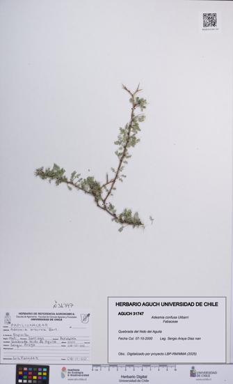 Adesmia confusa [Espécimen: UCH:AGUCH:0031747]