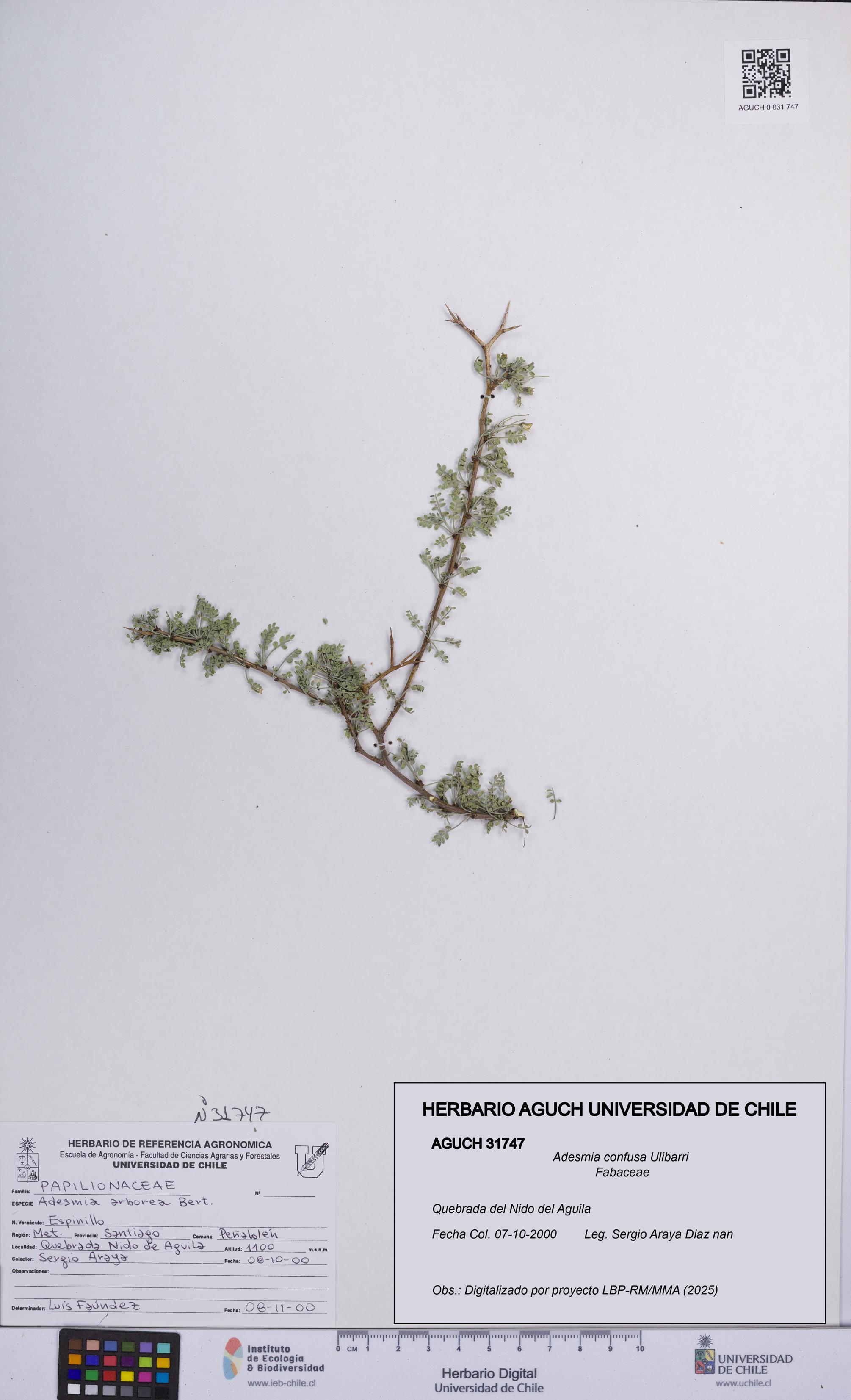 Adesmia confusa [Espécimen: UCH:AGUCH:0031747]