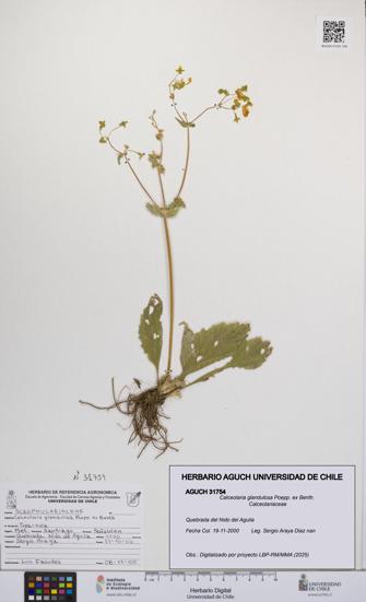 Calceolaria glandulosa [Espécimen: UCH:AGUCH:0031754]