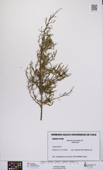 Baccharis paniculata [Espécimen: UCH:AGUCH:0031760]