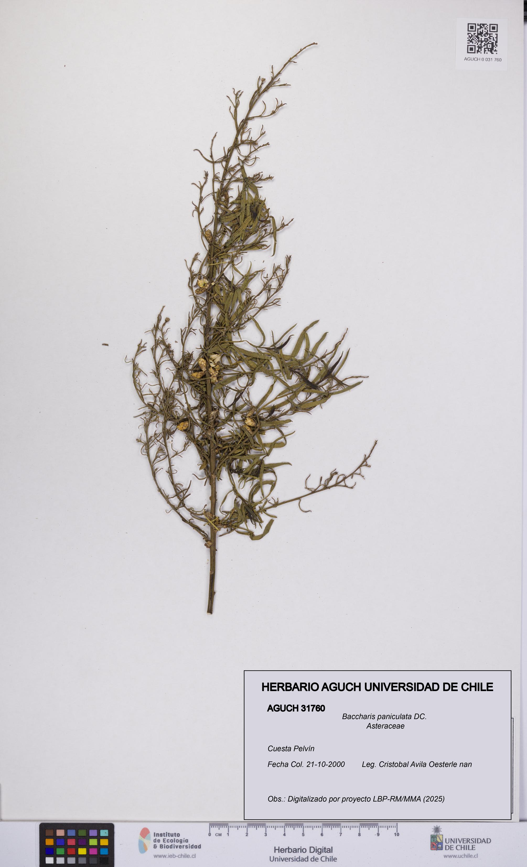 Baccharis paniculata [Espécimen: UCH:AGUCH:0031760]