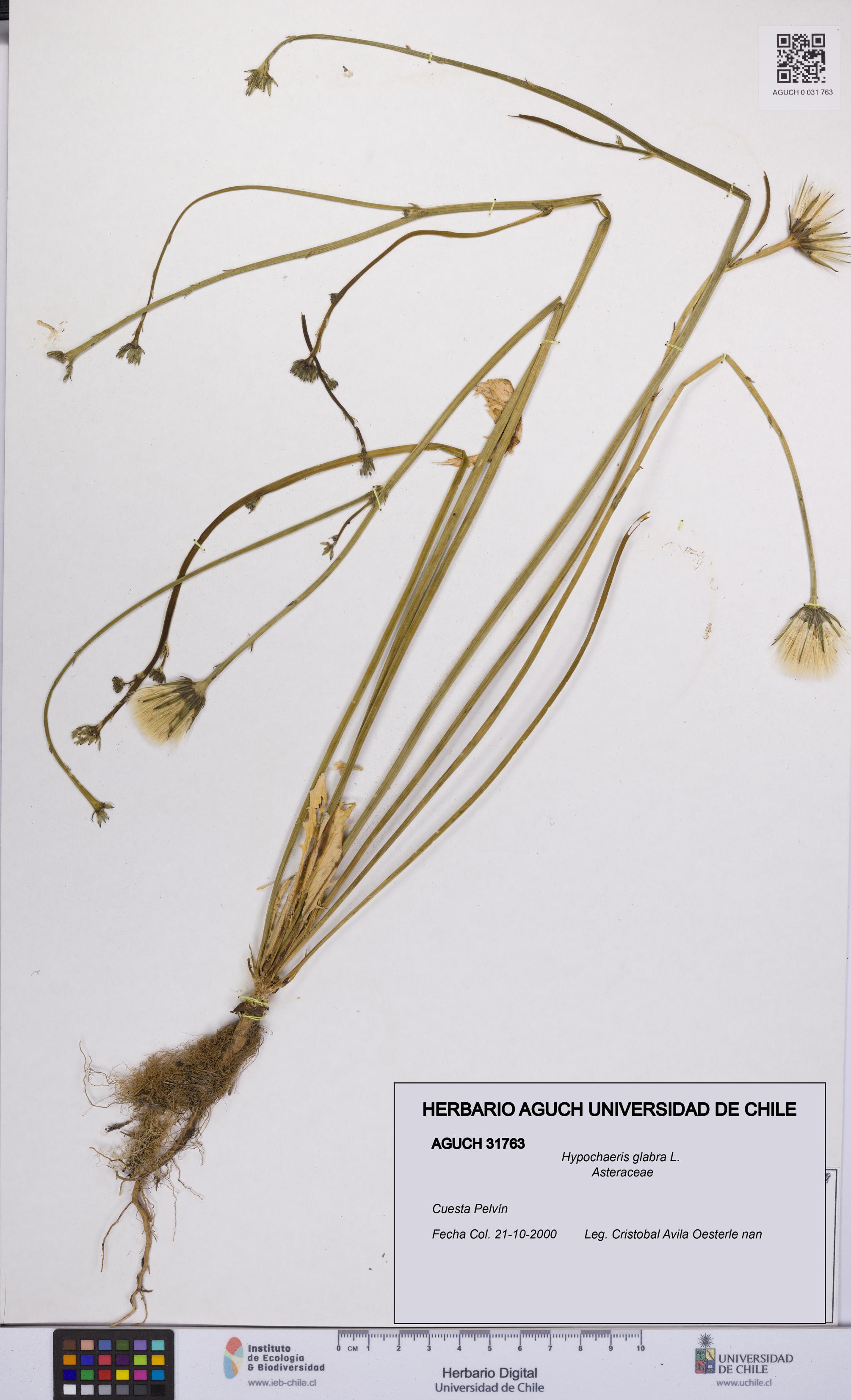 Hypochaeris glabra [Espécimen: UCH:AGUCH:0031763]