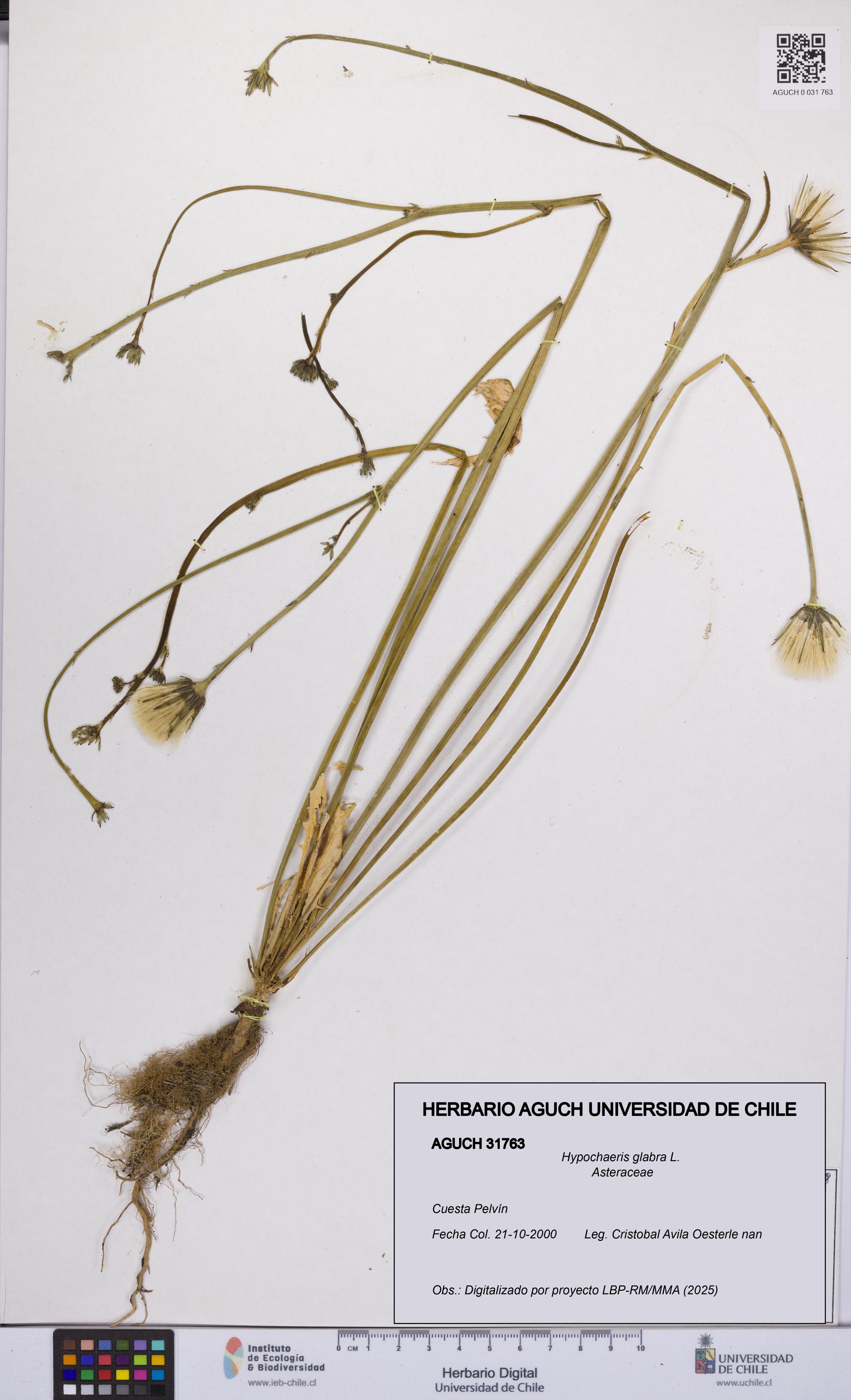 Hypochaeris glabra [Espécimen: UCH:AGUCH:0031763]