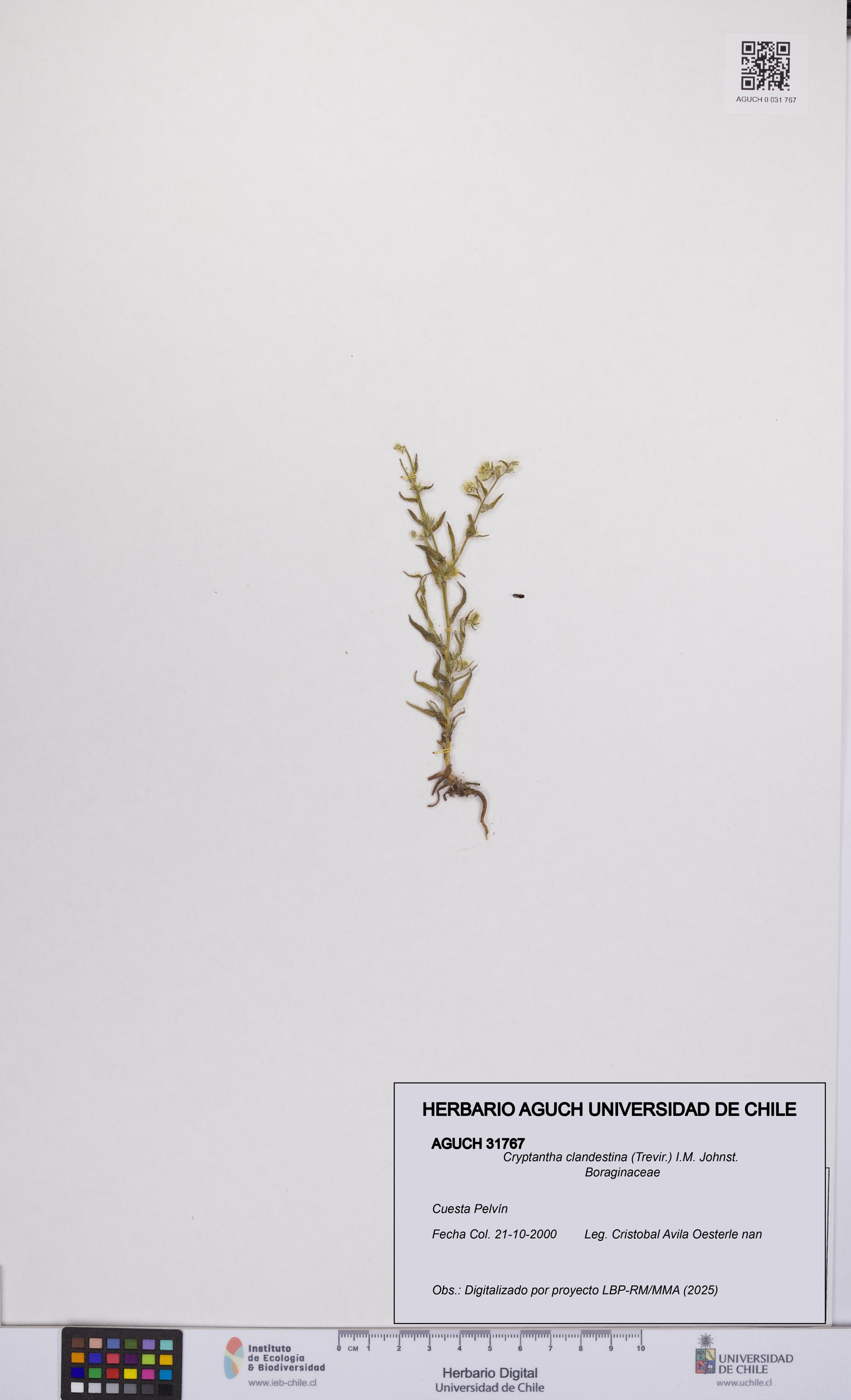 Cryptantha clandestina [Espécimen: UCH:AGUCH:0031767]