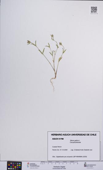 Silene gallica [Espécimen: UCH:AGUCH:0031768]