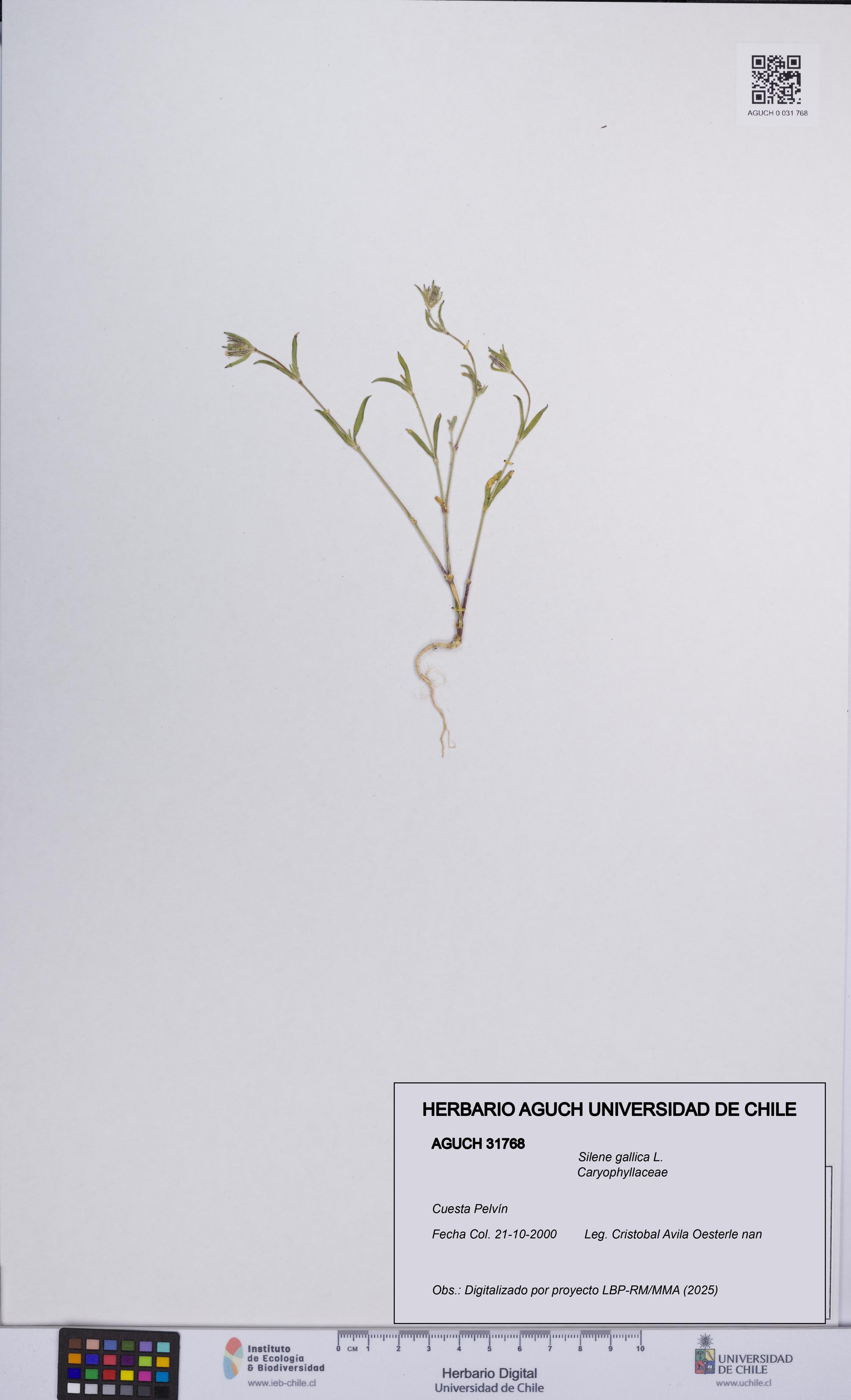 Silene gallica [Espécimen: UCH:AGUCH:0031768]
