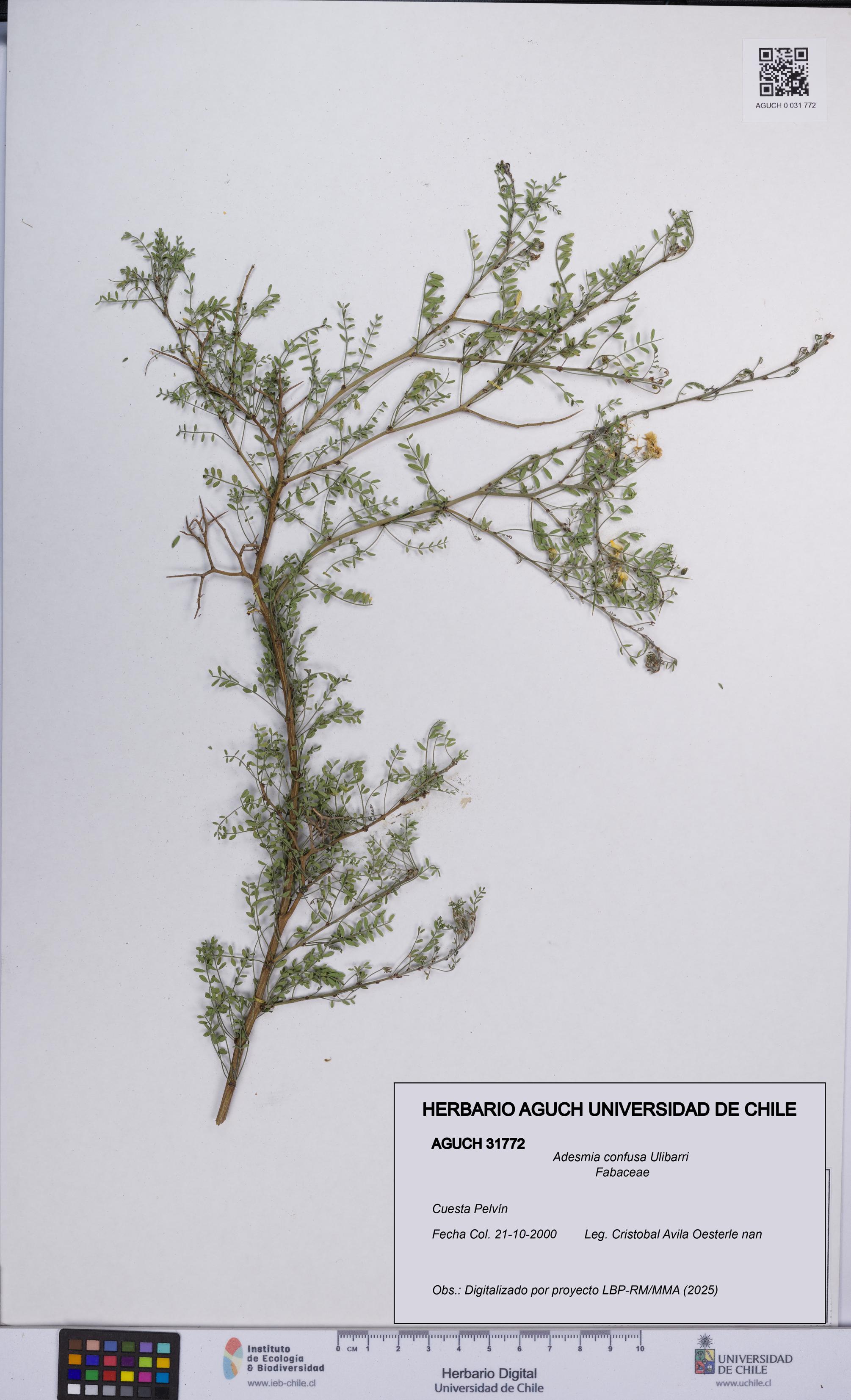 Adesmia confusa [Espécimen: UCH:AGUCH:0031772]