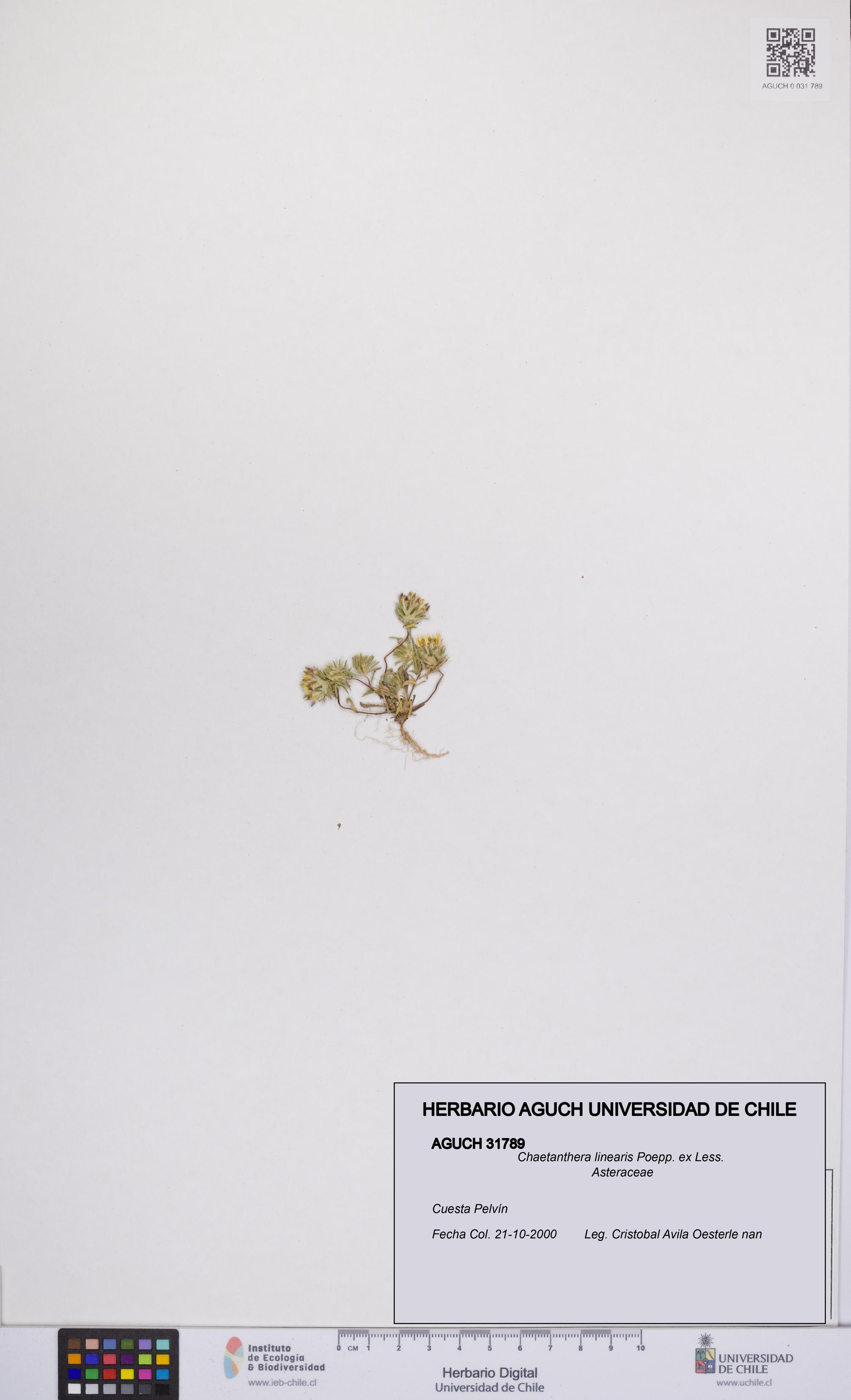Chaetanthera linearis [Espécimen: UCH:AGUCH:0031789]