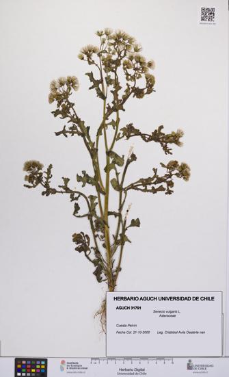 Senecio vulgaris [Espécimen: UCH:AGUCH:0031791]