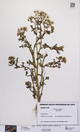 Senecio vulgaris [Espécimen: UCH:AGUCH:0031791]