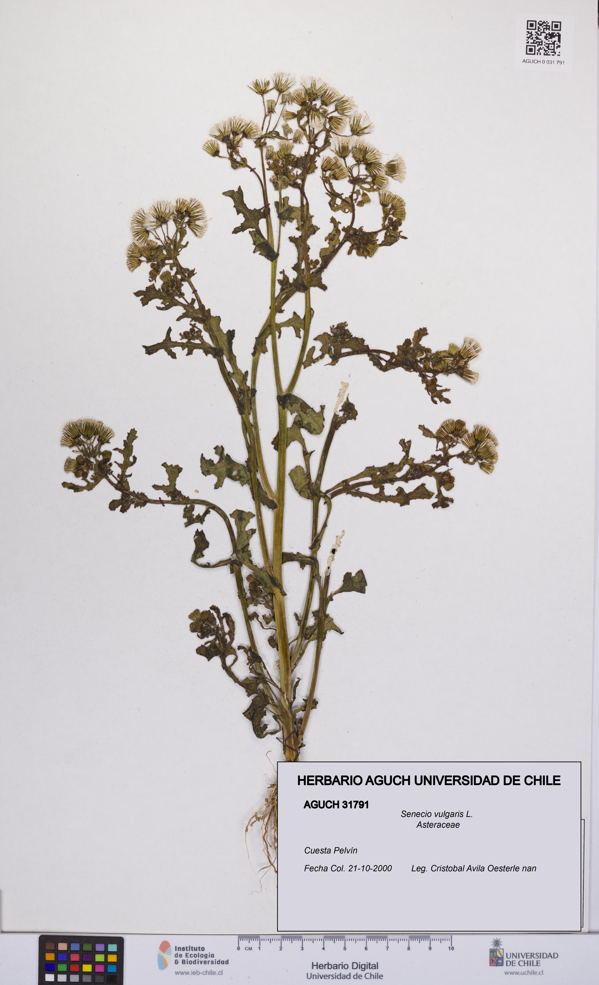 Senecio vulgaris [Espécimen: UCH:AGUCH:0031791]