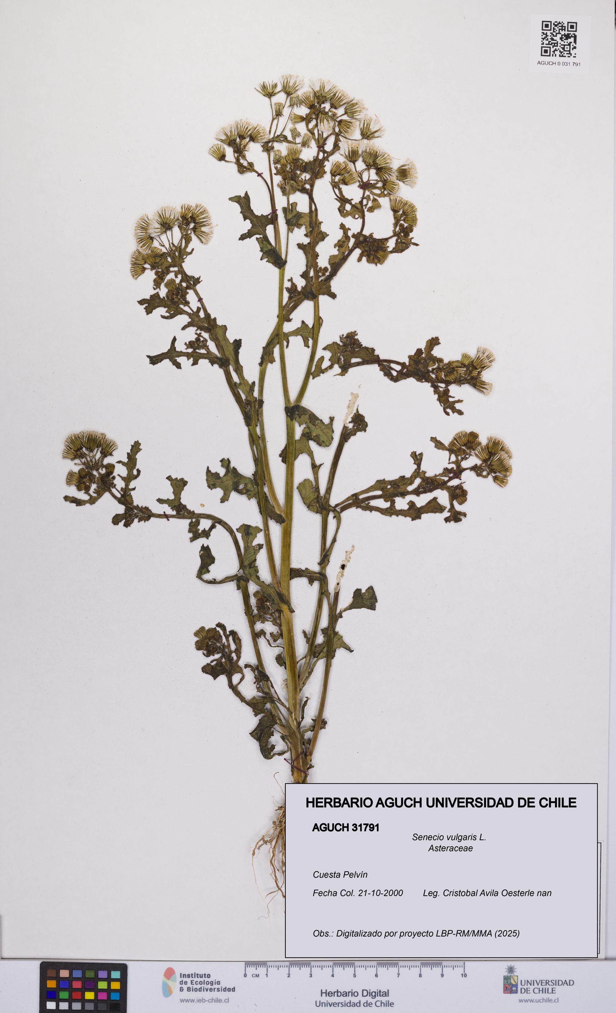 Senecio vulgaris [Espécimen: UCH:AGUCH:0031791]