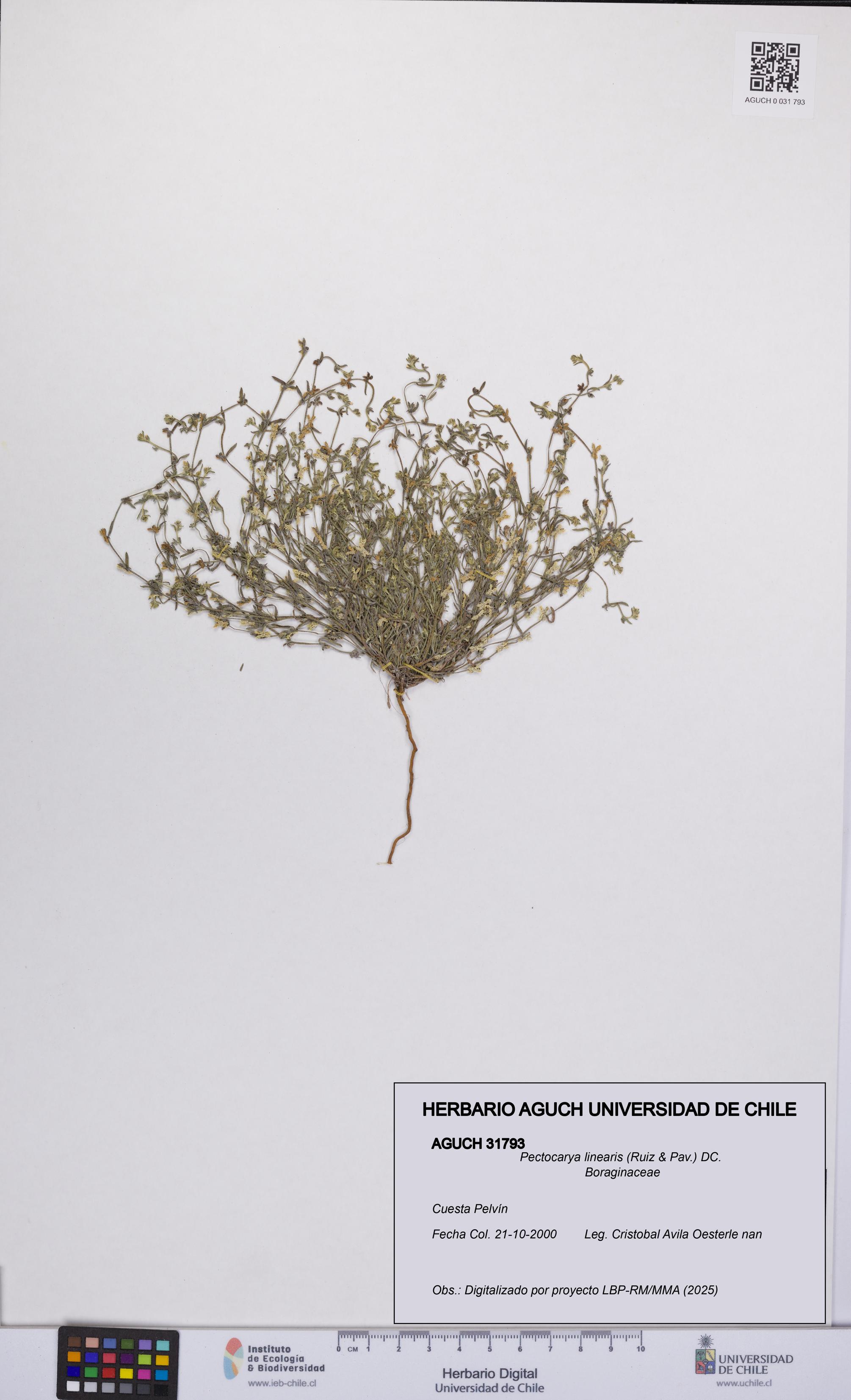 Pectocarya linearis [Espécimen: UCH:AGUCH:0031793]