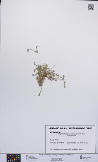 Plagiobothrys procumbens [Espécimen: UCH:AGUCH:0031794]