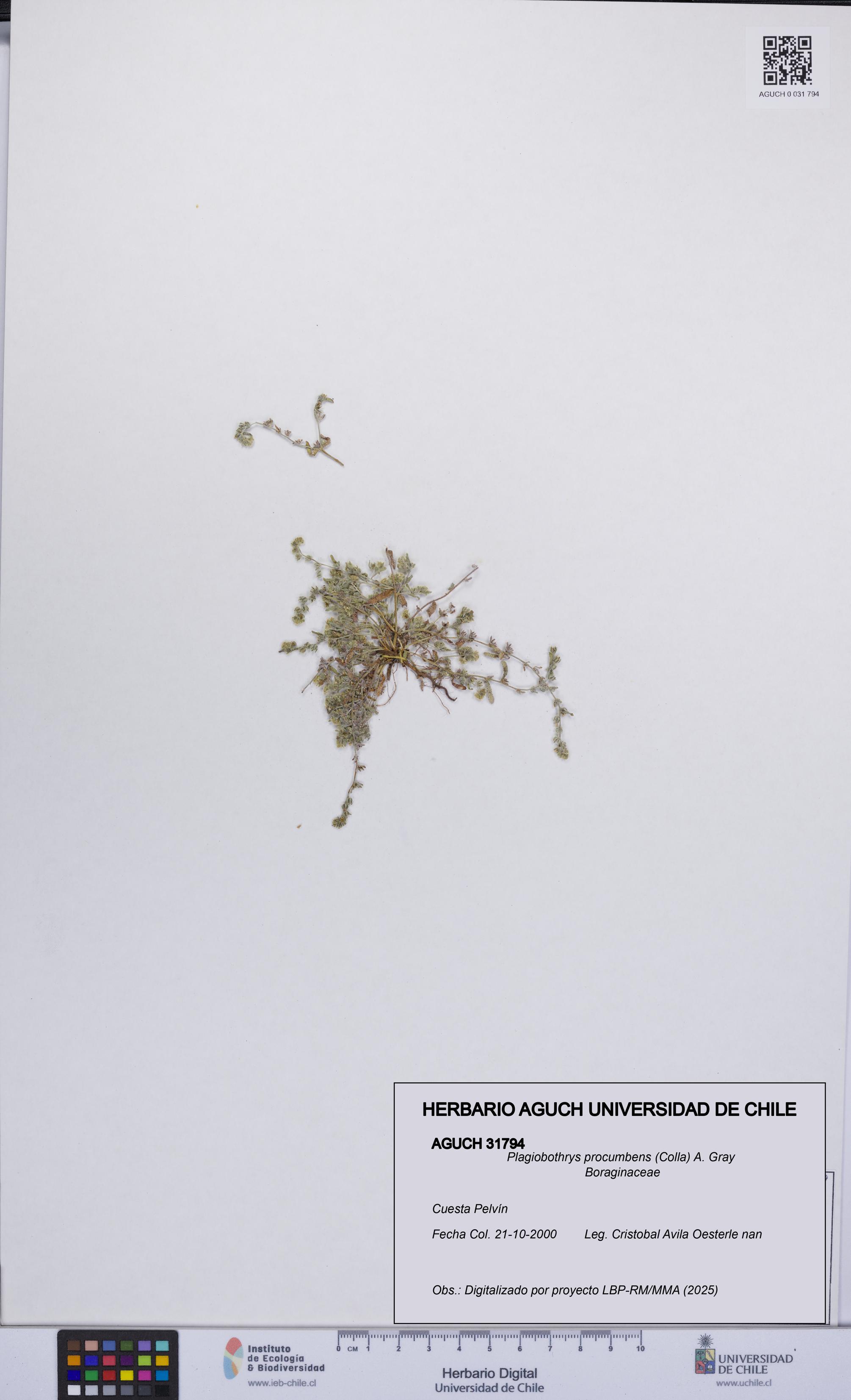 Plagiobothrys procumbens [Espécimen: UCH:AGUCH:0031794]