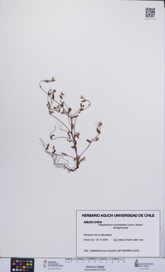 Plagiobothrys myosotoides [Espécimen: UCH:AGUCH:0031814]