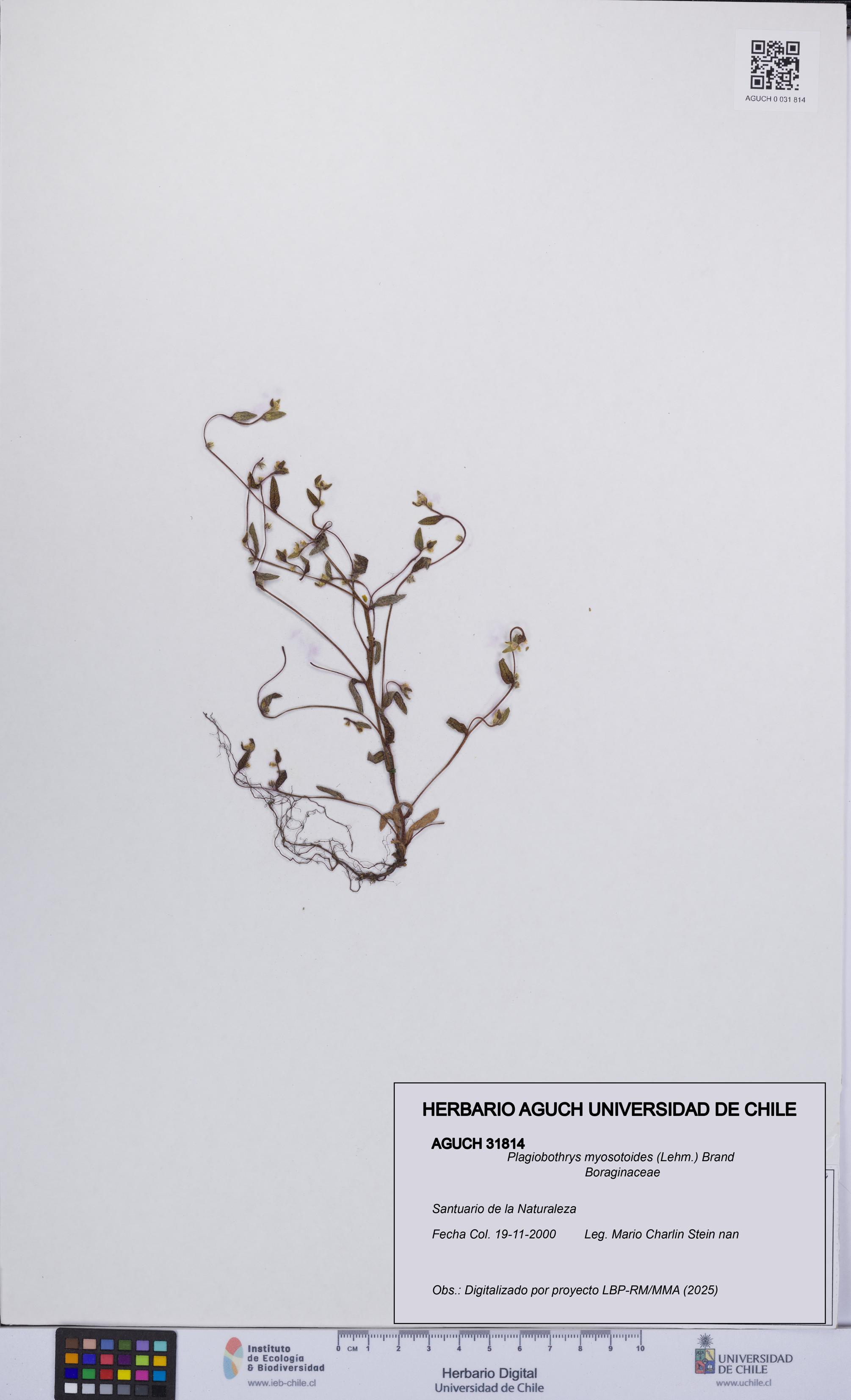 Plagiobothrys myosotoides [Espécimen: UCH:AGUCH:0031814]