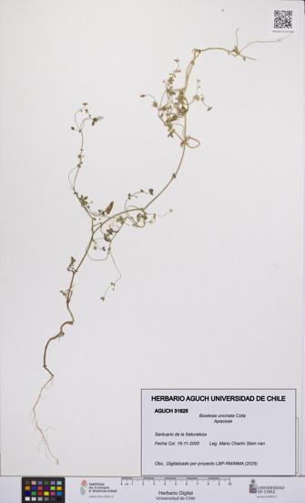 Bowlesia uncinata [Espécimen: UCH:AGUCH:0031825]