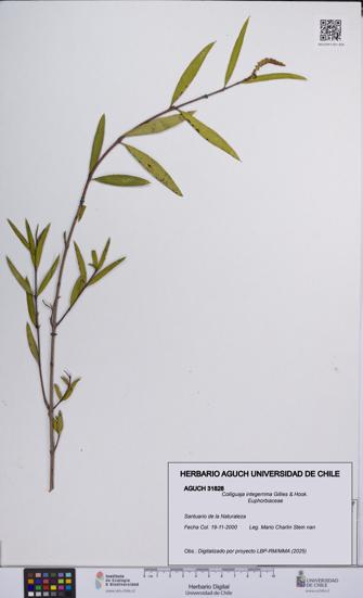 Colliguaja integerrima [Espécimen: UCH:AGUCH:0031828]