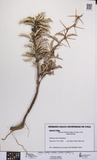 Berberis chilensis [Espécimen: UCH:AGUCH:0031834]