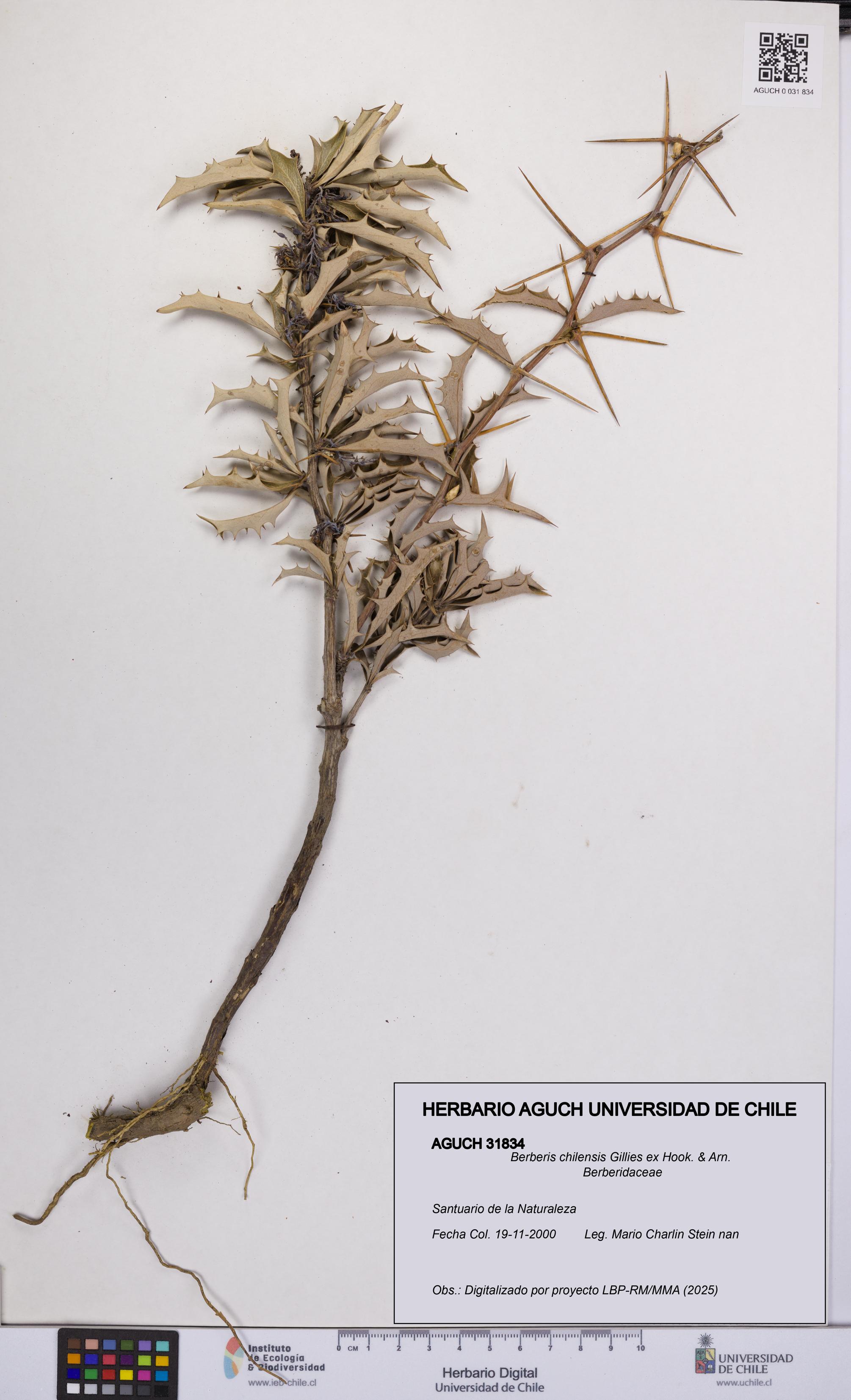 Berberis chilensis [Espécimen: UCH:AGUCH:0031834]