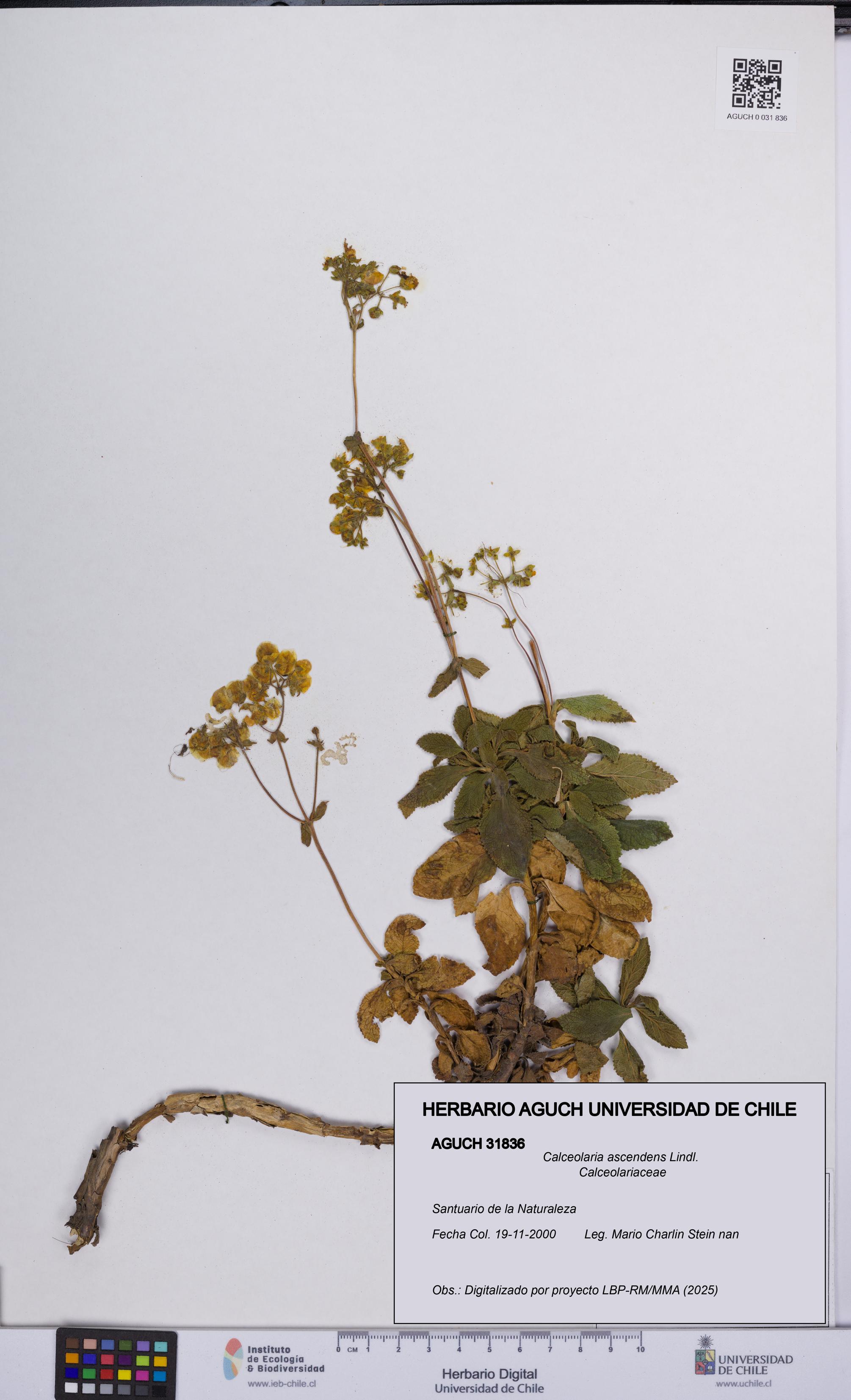 Calceolaria ascendens [Espécimen: UCH:AGUCH:0031836]