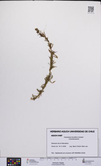 Calceolaria thyrsiflora [Espécimen: UCH:AGUCH:0031837]