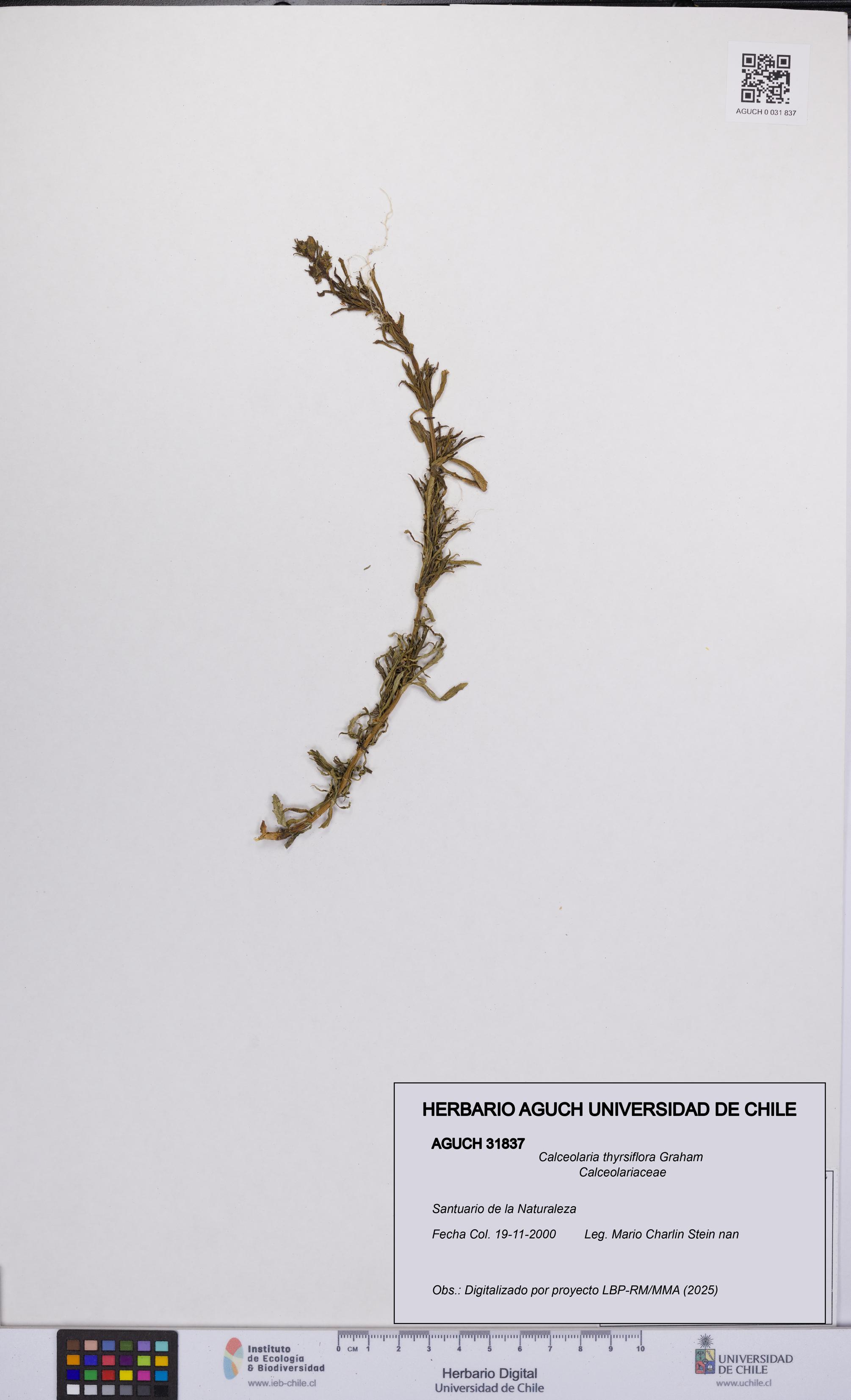 Calceolaria thyrsiflora [Espécimen: UCH:AGUCH:0031837]