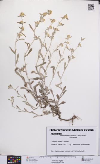 Gamochaeta stachydifolia [Espécimen: UCH:AGUCH:0031919]