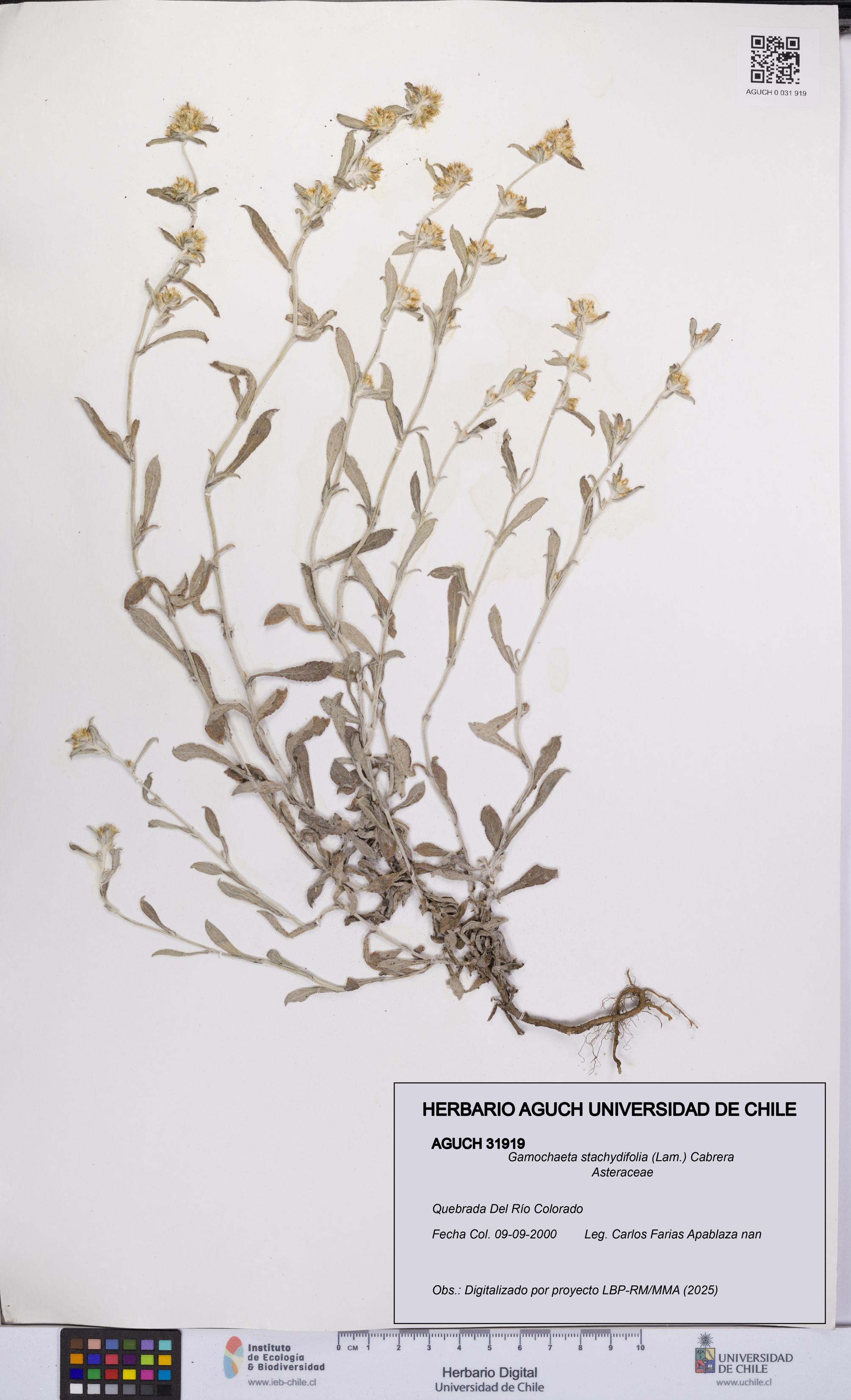 Gamochaeta stachydifolia [Espécimen: UCH:AGUCH:0031919]