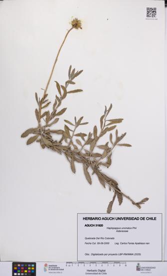 Haplopappus uncinatus [Espécimen: UCH:AGUCH:0031920]