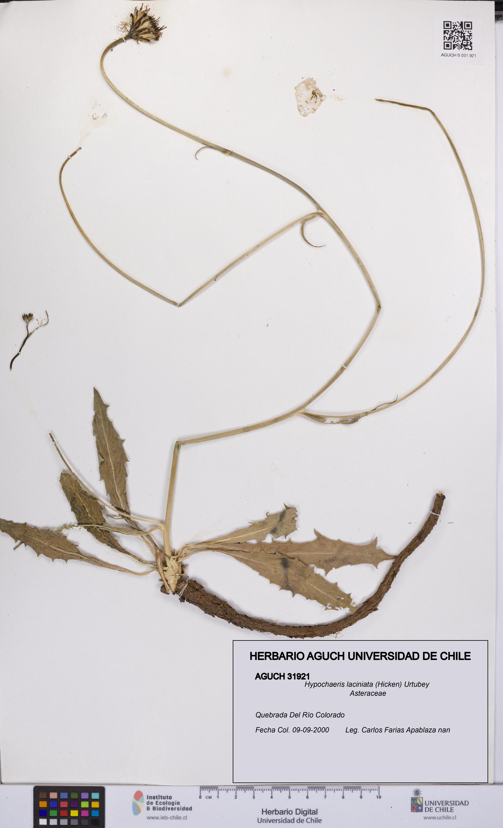 Hypochaeris laciniata [Espécimen: UCH:AGUCH:0031921]