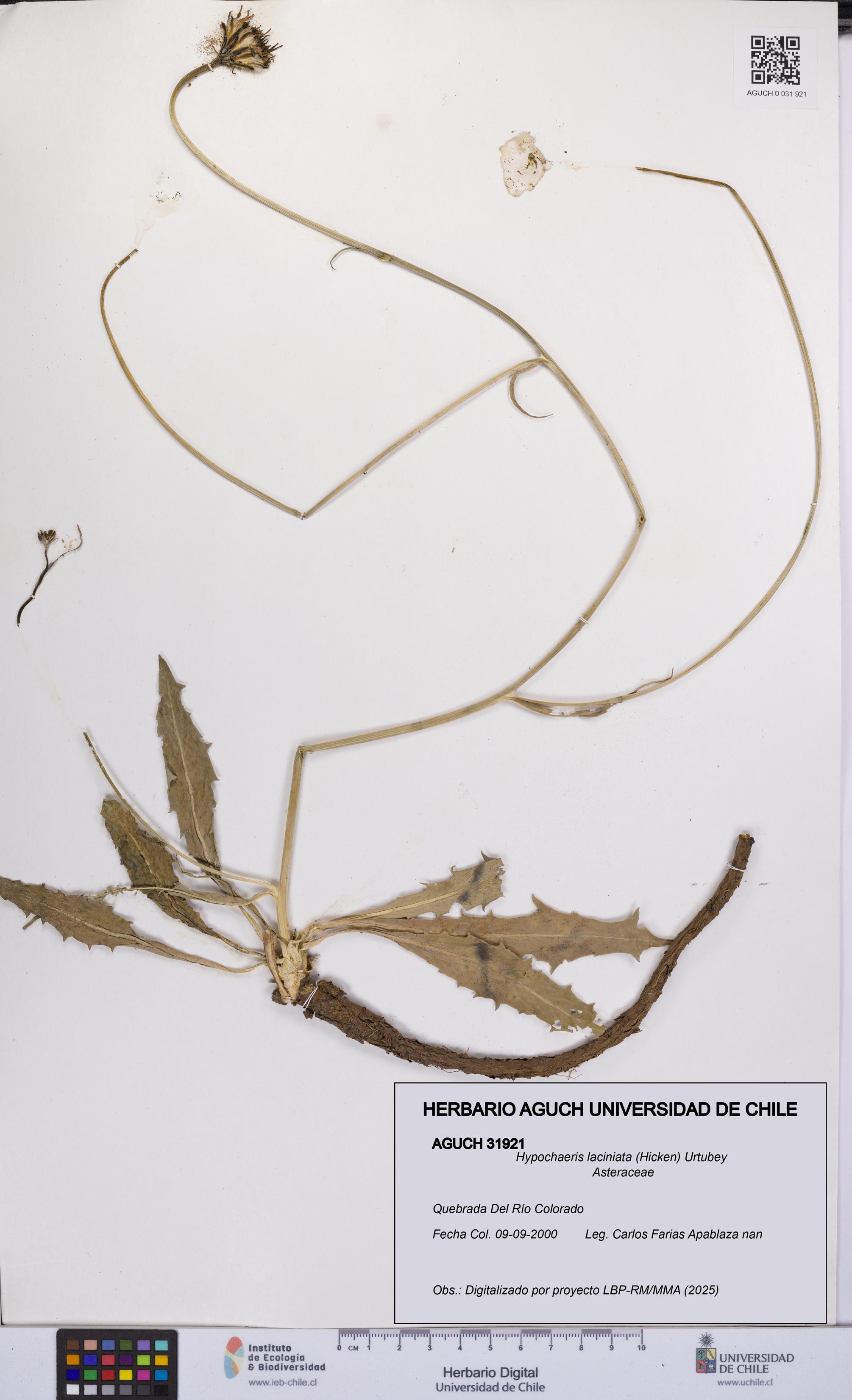 Hypochaeris laciniata [Espécimen: UCH:AGUCH:0031921]