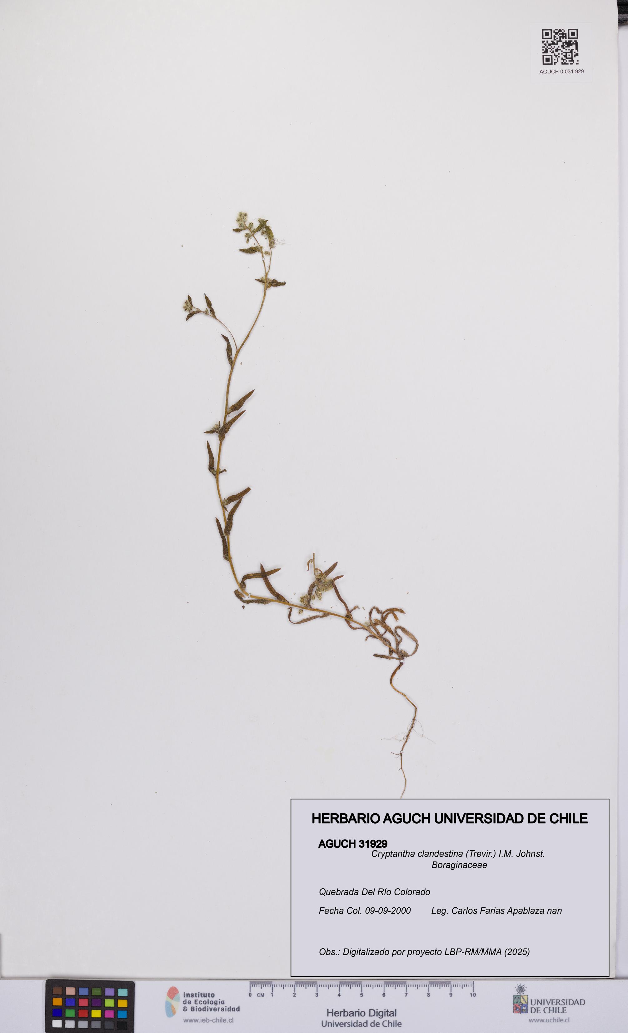 Cryptantha clandestina [Espécimen: UCH:AGUCH:0031929]